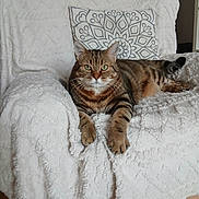 Napoléon participe au concours pour gagner de l'argent avec cette photo : cat, tabby_cat, feline, pet, animal, indoor, armchair, white_blanket, pillow, patterned_pillow, relaxed, looking_at_camera, fur, whiskers, claws, wooden_floor, cozy, home_interior, domestic_cat, resting