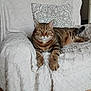 cat, tabby_cat, feline, pet, animal, indoor, armchair, white_blanket, pillow, patterned_pillow, relaxed, looking_at_camera, fur, whiskers, claws, wooden_floor, cozy, home_interior, domestic_cat, resting