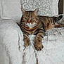 cat, tabby, feline, pet, indoor, fluffy_blanket, chair, pillow, striped, relaxed, resting, whiskers, claws, green_eyes, fur, domestic_animal, home, cozy, comfortable, looking