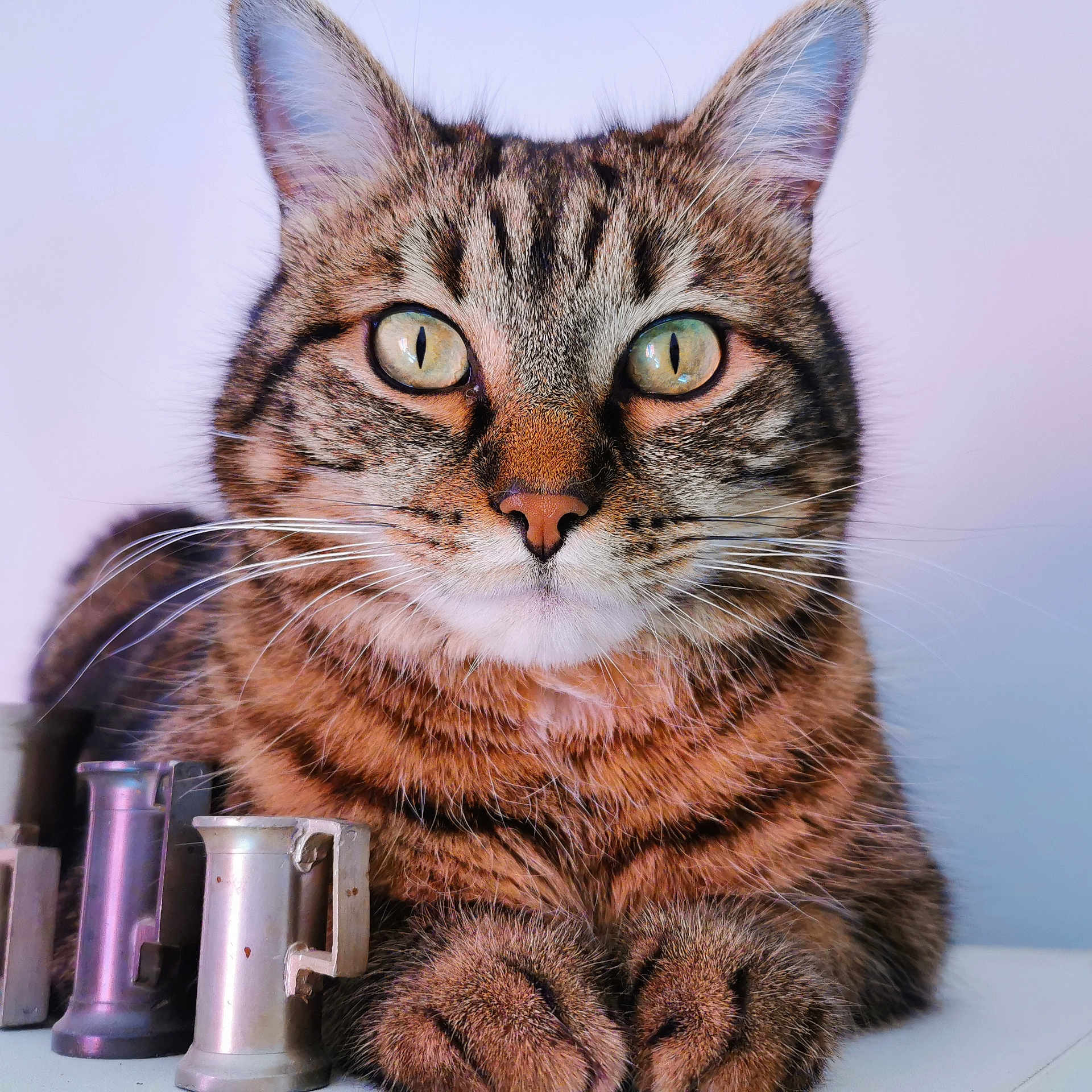 Nelson a rejoint le concours — aidez-le/la à gagner de superbes lots ! animal, animal_face, background, cat, close_up, cute, ears, feline, fur, green_eyes, indoor, metal, muzzle, objects, paws, pet, portrait, resting, tabby, whiskers