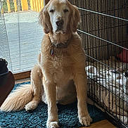 Sunnie joined the competition — help win amazing prizes! dog, golden_retriever, pet, indoor, rug, toy, crate, blanket, wood_floor, sunlight, window, calm, furry, sitting, collar, animal, domestic, resting, home, cozy