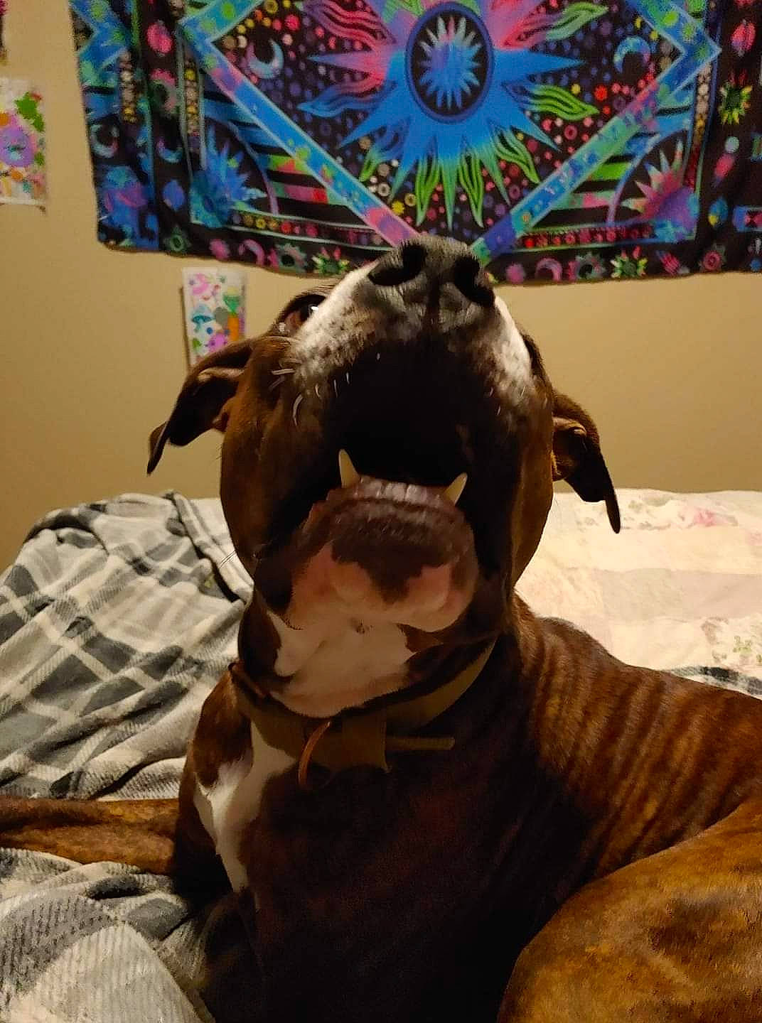 Otto joined the competition — help win amazing prizes! art, canidae, carnivore, comfort, companion_dog, dog, dog_breed, fang, fawn, felidae, fur, liver, picture_frame, plaid, snout, sporting_group, terrestrial_animal, visual_arts, whiskers, working_animal