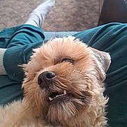 Rocky is registered to the contest to win money with this photo: dog, pet, fluffy, teeth, snout, fur, lap, sock, foot, carpet, indoor, cozy, relaxed, animal, cute, closeup, expression, home, casual, resting