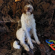 Véga a rejoint le concours — aidez-le/la à gagner de superbes lots ! dog, curly_fur, pet, couch, indoor, brown_and_white, sitting, toy, plastic_rings, furniture, home, animal, companion, cute, curly_hair, domestic_animal, relaxed, portrait, canine, fur