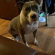 Nali joined the competition — help win amazing prizes! dog, pit_bull, indoor, wooden_floor, brown_leather_chair, sitting, curious, pet, household_items, sneakers, checkered_bag, floor, furniture, animal, canine, ears_up, looking_at_camera, domestic, companion, portrait