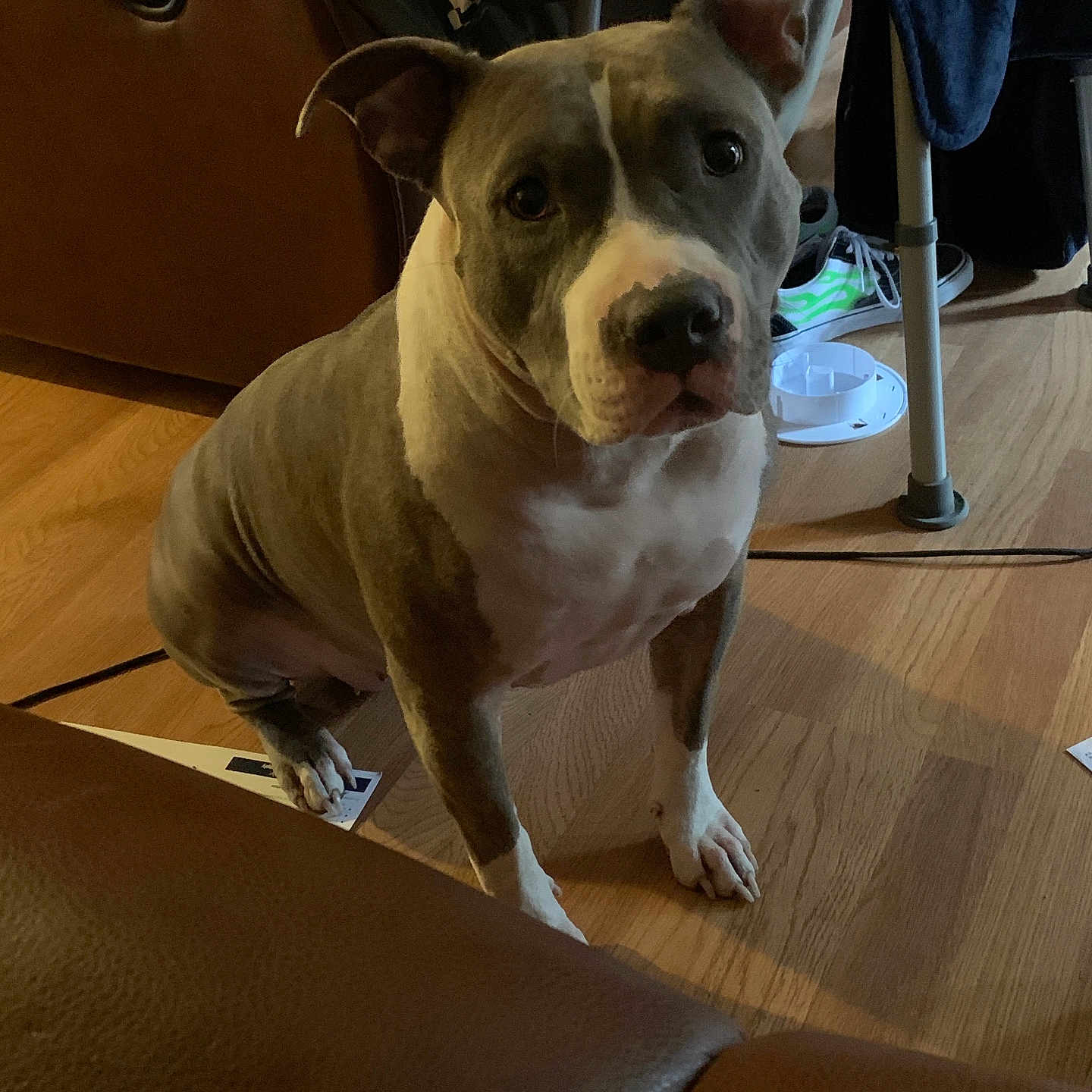 Nali joined the competition — help win amazing prizes! dog, pit_bull, indoor, wooden_floor, brown_leather_chair, sitting, curious, pet, household_items, sneakers, checkered_bag, floor, furniture, animal, canine, ears_up, looking_at_camera, domestic, companion, portrait
