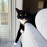 Leaf is registered to the contest to win money with this photo: cat, tuxedo_cat, pet, feline, indoor, window, sunlight, couch, sofa, armrest, whiskers, yellow_eyes, black_fur, white_fur, portrait, cozy, lounging, shallow_depth_of_field, domestic_animal, home_interior