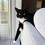 cat, tuxedo_cat, pet, feline, indoor, window, sunlight, couch, sofa, armrest, whiskers, yellow_eyes, black_fur, white_fur, portrait, cozy, lounging, shallow_depth_of_field, domestic_animal, home_interior