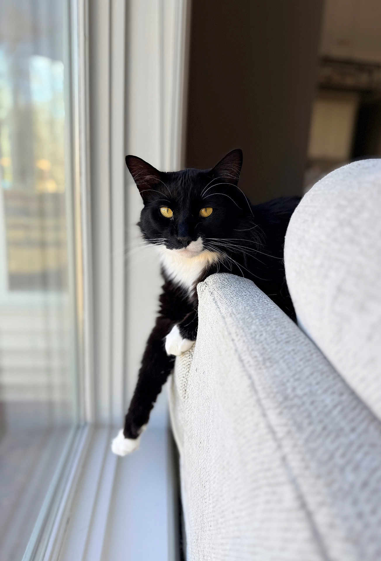 Leaf is registered to the contest to win money with this photo: cat, tuxedo_cat, pet, feline, indoor, window, sunlight, couch, sofa, armrest, whiskers, yellow_eyes, black_fur, white_fur, portrait, cozy, lounging, shallow_depth_of_field, domestic_animal, home_interior