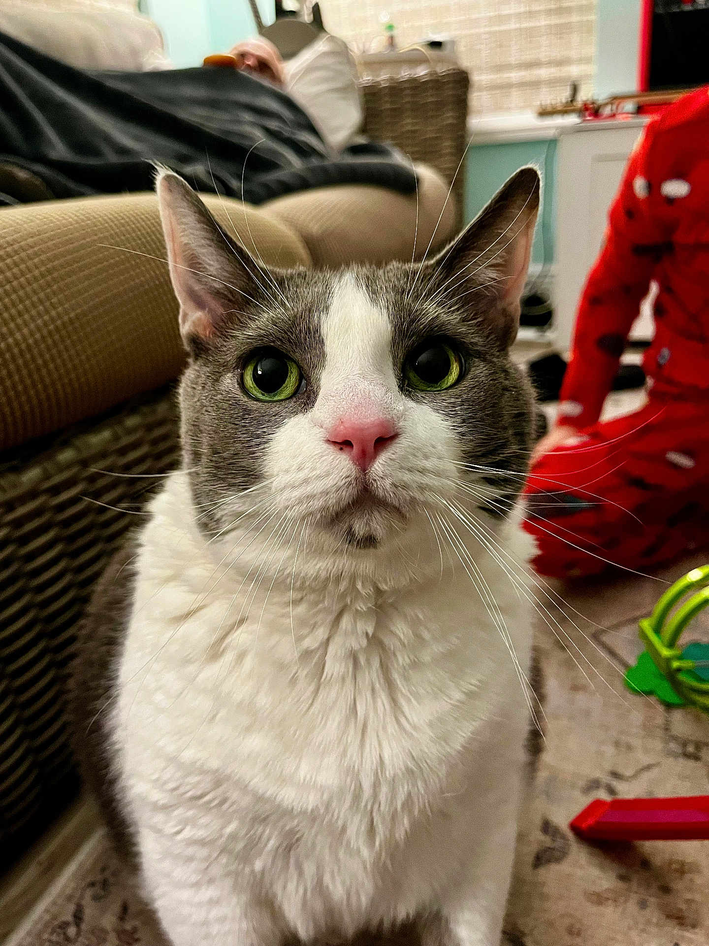 Greypants