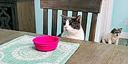 Greypants is registered to the contest to win money with this photo: cat, dog, dining_table, chair, pink_bowl, placemat, wooden_furniture, indoor, pet, curious, small_dog, door, wall_switch, home_interior, calm, waiting, furniture, light_blue_wall, decor, animal