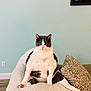 Greypants joined the competition — help win amazing prizes! cat, pet, indoor, couch, blanket, pillow, relaxed, feline, animal, home, fur, sitting, cute, chubby, cozy, living_room, wall_art, wood_floor, pink_nose, green_eyes