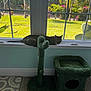 cat, tabby_cat, windowsill, indoor, cat_furniture, scratching_post, cat_bed, green, plant, window, sunlight, garden, grass, tree, cactus, floor, rug, pet, relaxing, home