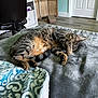 cat, tabby_cat, sleeping, paw, blanket, fleece, pattern, bedroom, indoor, floor, chair, door, wooden_screen, home_office, cozy, resting, fur, animal, pet, relaxed