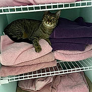 Miss Ev joined the competition — help win amazing prizes! cat, tabby, towels, folded_towels, shelf, wire_shelf, indoor, pet, curious, resting, stacked, pink, purple, beige, gray, fur, whiskers, looking, animal, cozy