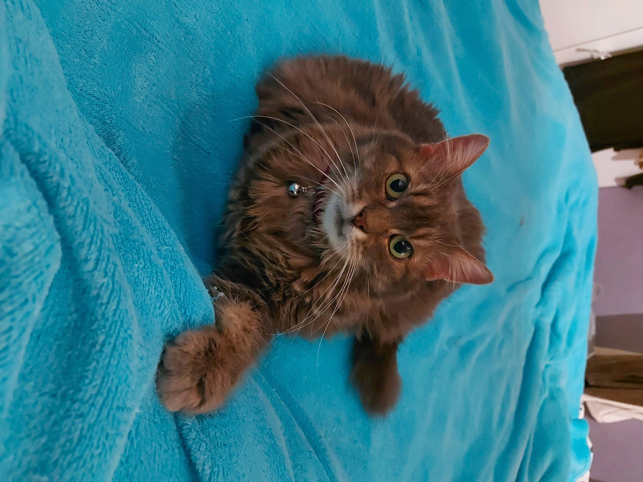 Mouchette a rejoint le concours — aidez-le/la à gagner de superbes lots ! black_cat, canidae, carnivore, cat, claw, dog_breed, domestic_short_haired_cat, electric_blue, eye, fawn, felidae, fur, liver, paw, small_to_medium_sized_cats, snout, tail, terrestrial_animal, textile, whiskers