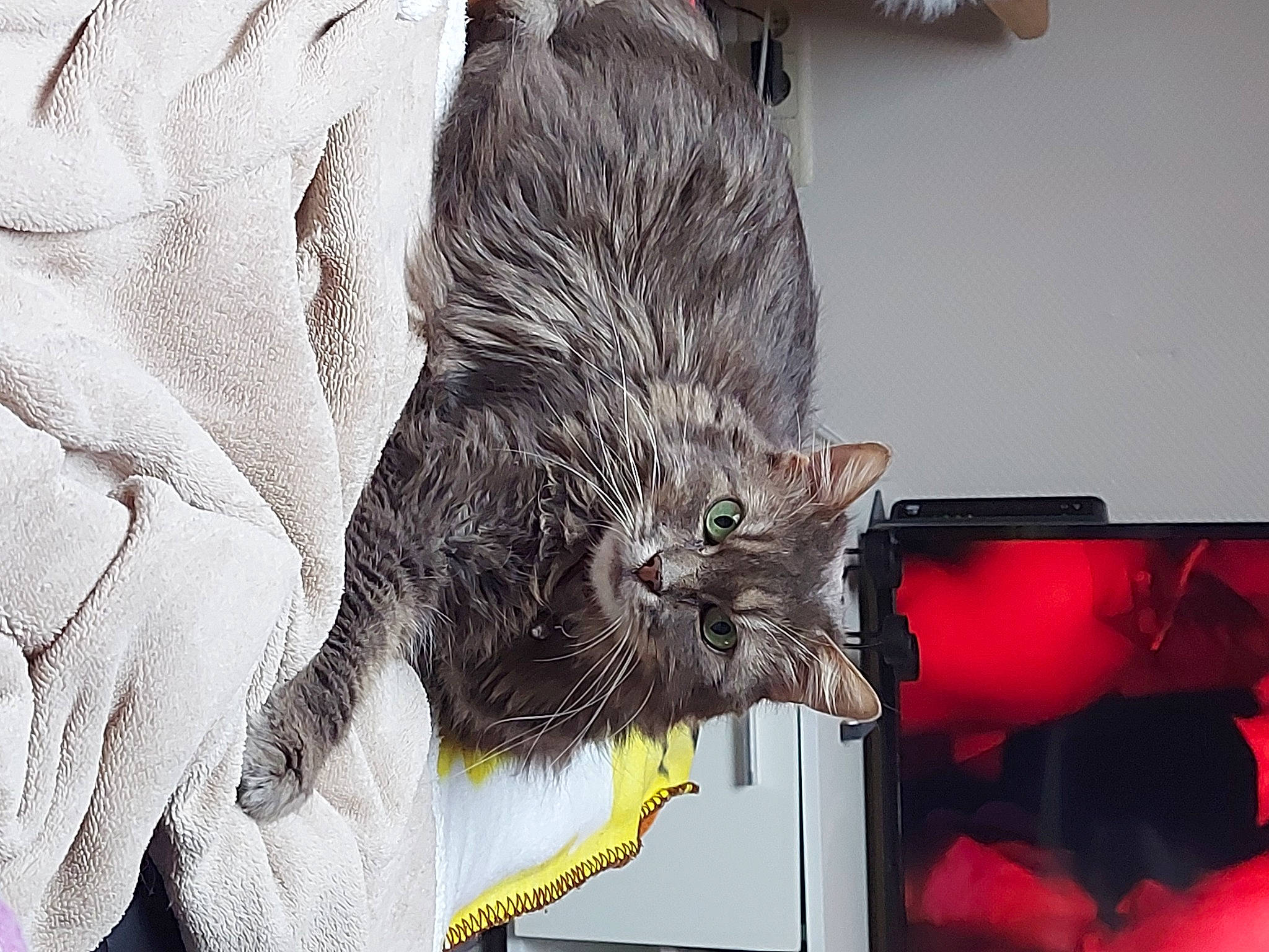 Mouchette a rejoint le concours — aidez-le/la à gagner de superbes lots ! carnivore, cat, curious, domestic_short_haired_cat, felidae, fur, kiss, small_to_medium_sized_cats, snout, vertebrate, whiskers