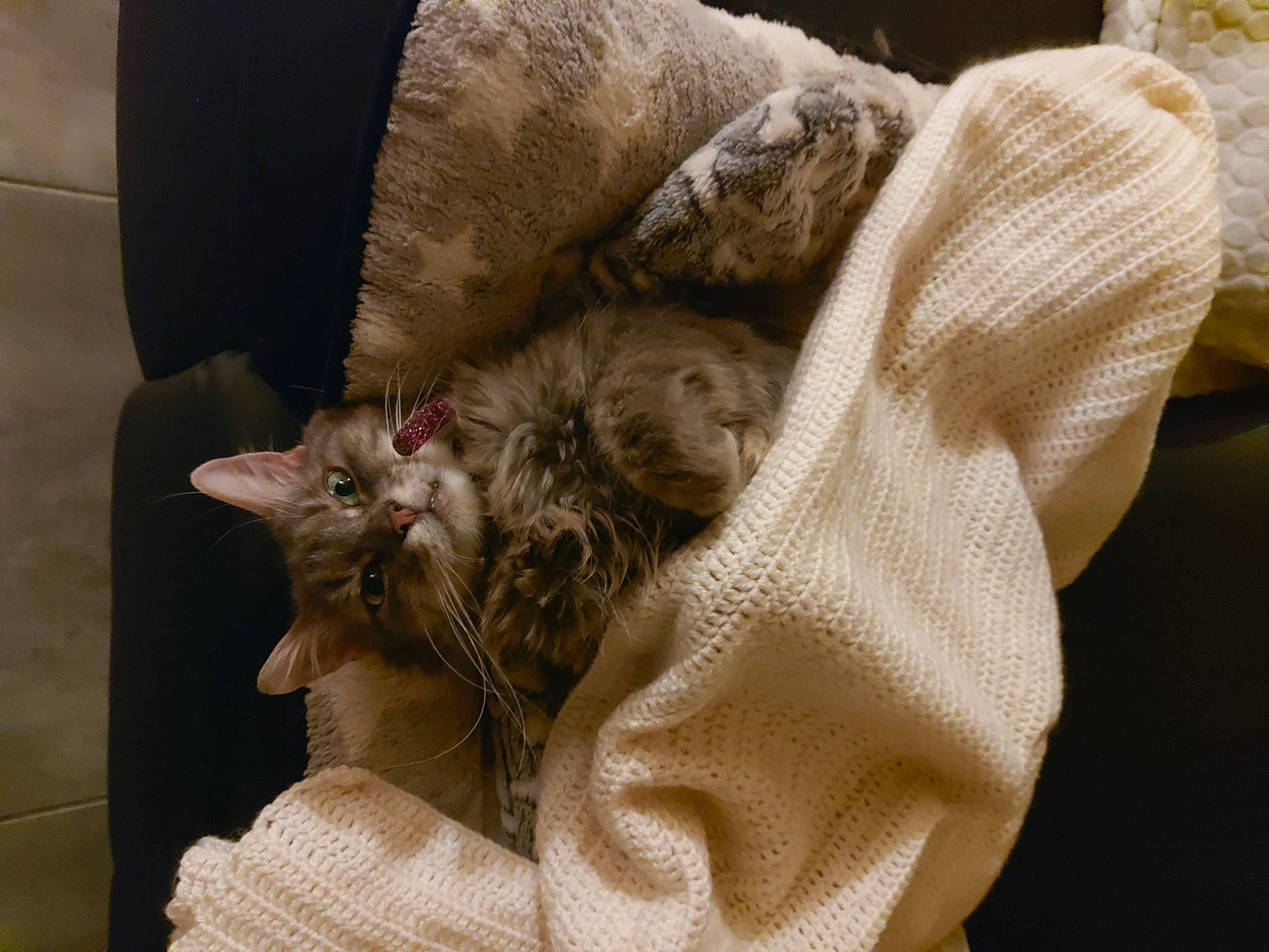 Mouchette a rejoint le concours — aidez-le/la à gagner de superbes lots ! carnivore, cat, claw, comfort, couch, domestic_short_haired_cat, ear, fawn, felidae, fur, gesture, human_leg, linens, mammal, nap, paw, small_to_medium_sized_cats, tail, vertebrate, whiskers