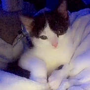 Marley is registered to the contest to win money with this photo: cat, blanket, indoor, cozy, pet, feline, fur, resting, soft, warm, animal, cute, sleepy, comfort, domestic, whiskers, ears, paws, closeup, relaxing