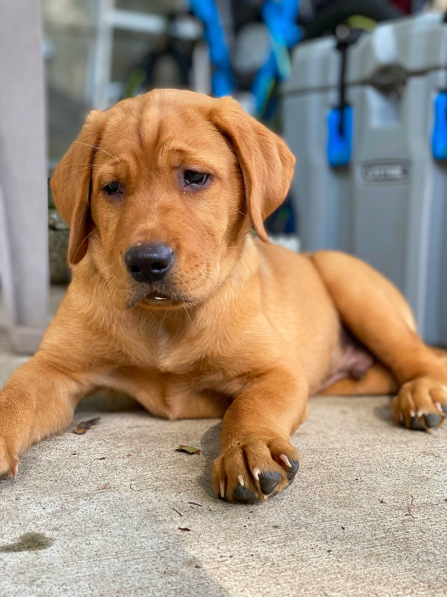 Brooks is registered to the contest to win money with this photo: canidae, carnivore, collar, companion_dog, curtain, dog, dog_breed, eye, fawn, fur, gas, hat, liver, paw, sitting, snout, sporting_group, terrestrial_animal, whiskers, working_animal