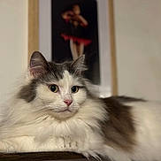 Tartine participe au concours pour gagner de l'argent avec cette photo : cat, fluffy, white, gray, indoor, animal, pet, portrait, relaxed, wood, furniture, closeup, eyes, face, whiskers, ears, fur, background, blur, framed_picture