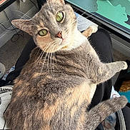Millie joined the competition — help win amazing prizes! animal, cat, computer_accessory, cozy, curious, desk, feline, fur, green_eyes, home, indoor, lap, looking_up, mouse, mousepad, person, pet, relaxed, sitting, whiskers