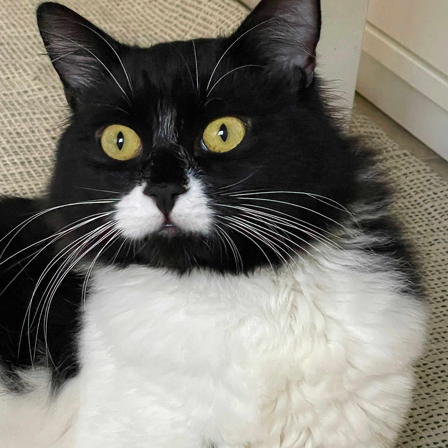 Preto a rejoint le concours — aidez-le/la à gagner de superbes lots ! animal, black_and_white, cat, close_up, curious, cute, domestic_cat, face, fluffy, fur, fur_texture, indoor, lying_down, mammal, pet, resting, tuxedo_cat, whiskers, yellow_eyes