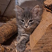 Aydie participe au concours pour gagner de l'argent avec cette photo : kitten, cat, gray_fur, animal, pet, wood, log, earth, nature, fur, whiskers, cute, small, resting, closeup, indoor, young, playful, sleepy, cozy