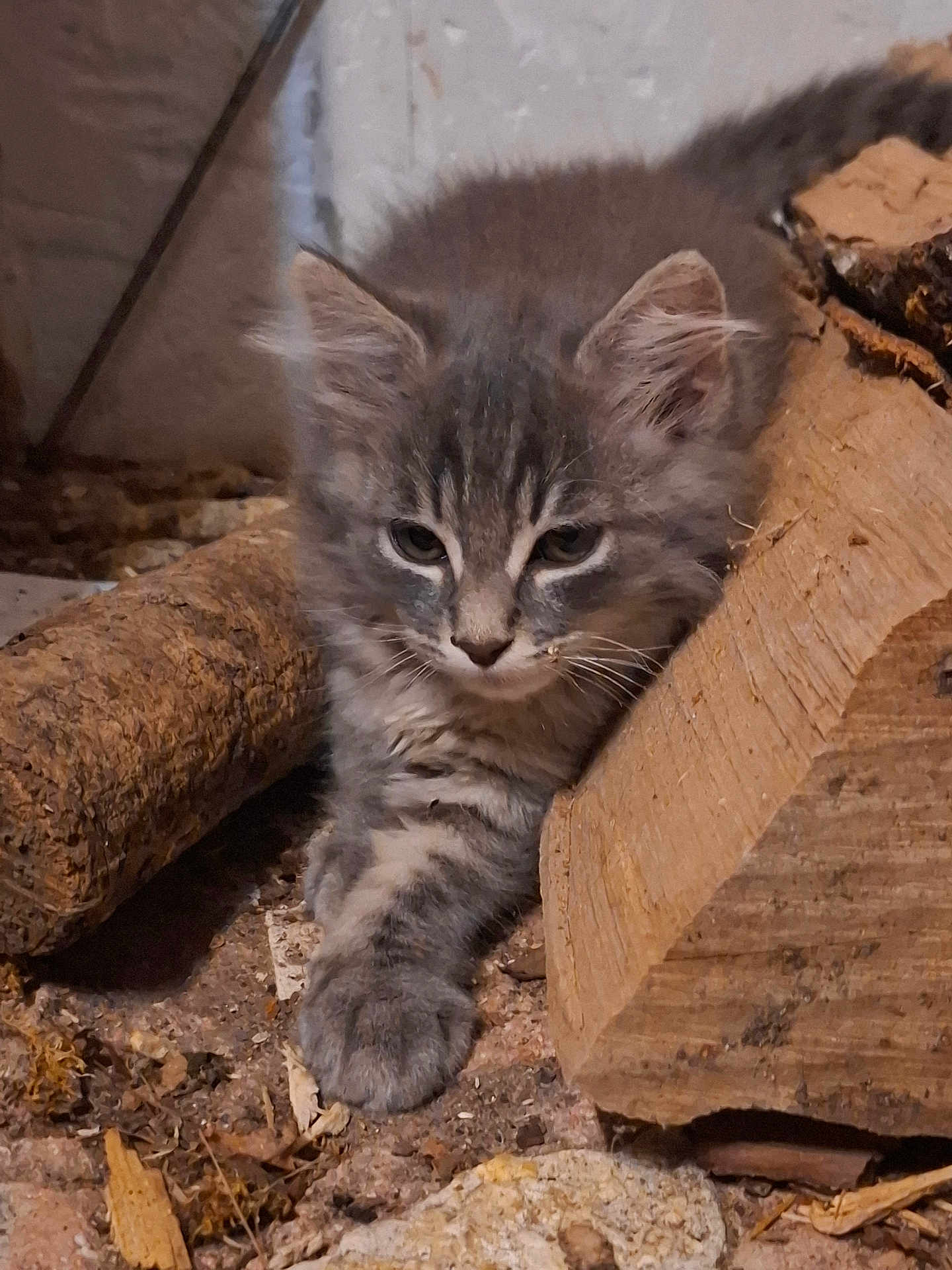 Aydie participe au concours pour gagner de l'argent avec cette photo : kitten, cat, gray_fur, animal, pet, wood, log, earth, nature, fur, whiskers, cute, small, resting, closeup, indoor, young, playful, sleepy, cozy