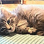 Aydie participe au concours pour gagner de l'argent avec cette photo : animal, blanket, cat, closeup, comfort, cozy, curious, cute, feline, fur, indoor, kitten, paw, pet, resting, sleepy, small, texture, whiskers, young