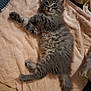 kitten, cat, gray_fur, fluffy, pet, animal, cute, blanket, soft_texture, indoor, relaxed, lying_down, fur, young_cat, domestic_cat, whiskers, tail, paw, curious, cozy