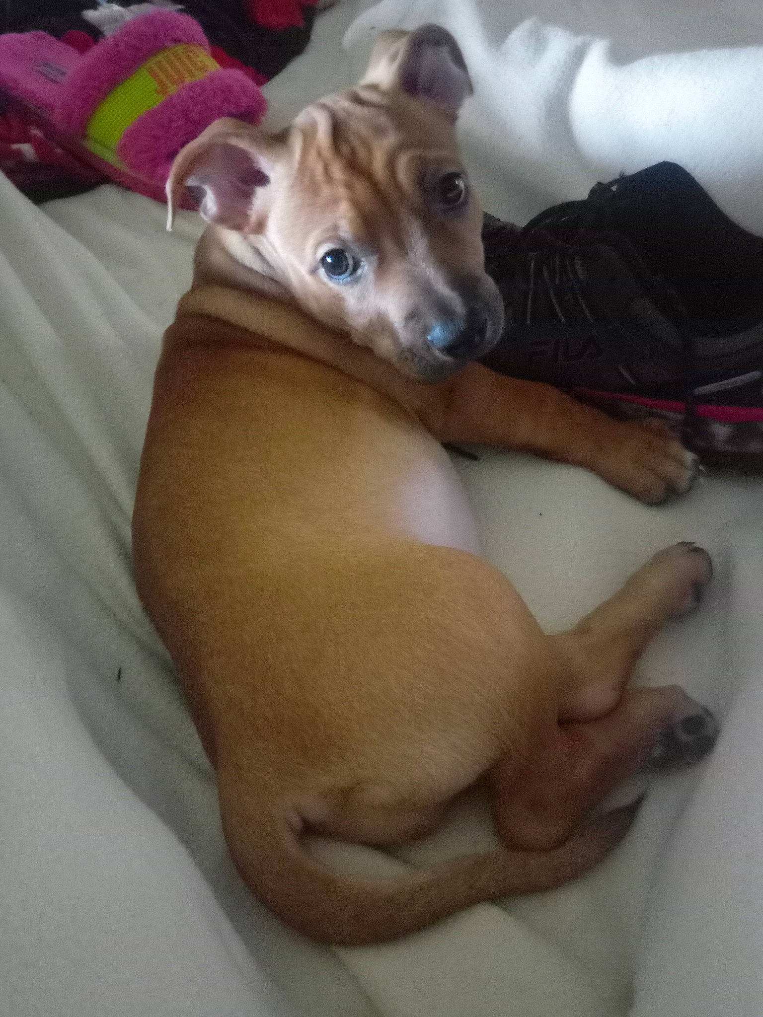 Lexy joined the competition — help win amazing prizes! canidae, carnivore, comfort, companion_dog, dog, dog_breed, dog_supply, fawn, liver, non_sporting_group, paw, sporting_group, tail, terrestrial_animal, toy_dog, whiskers, working_animal