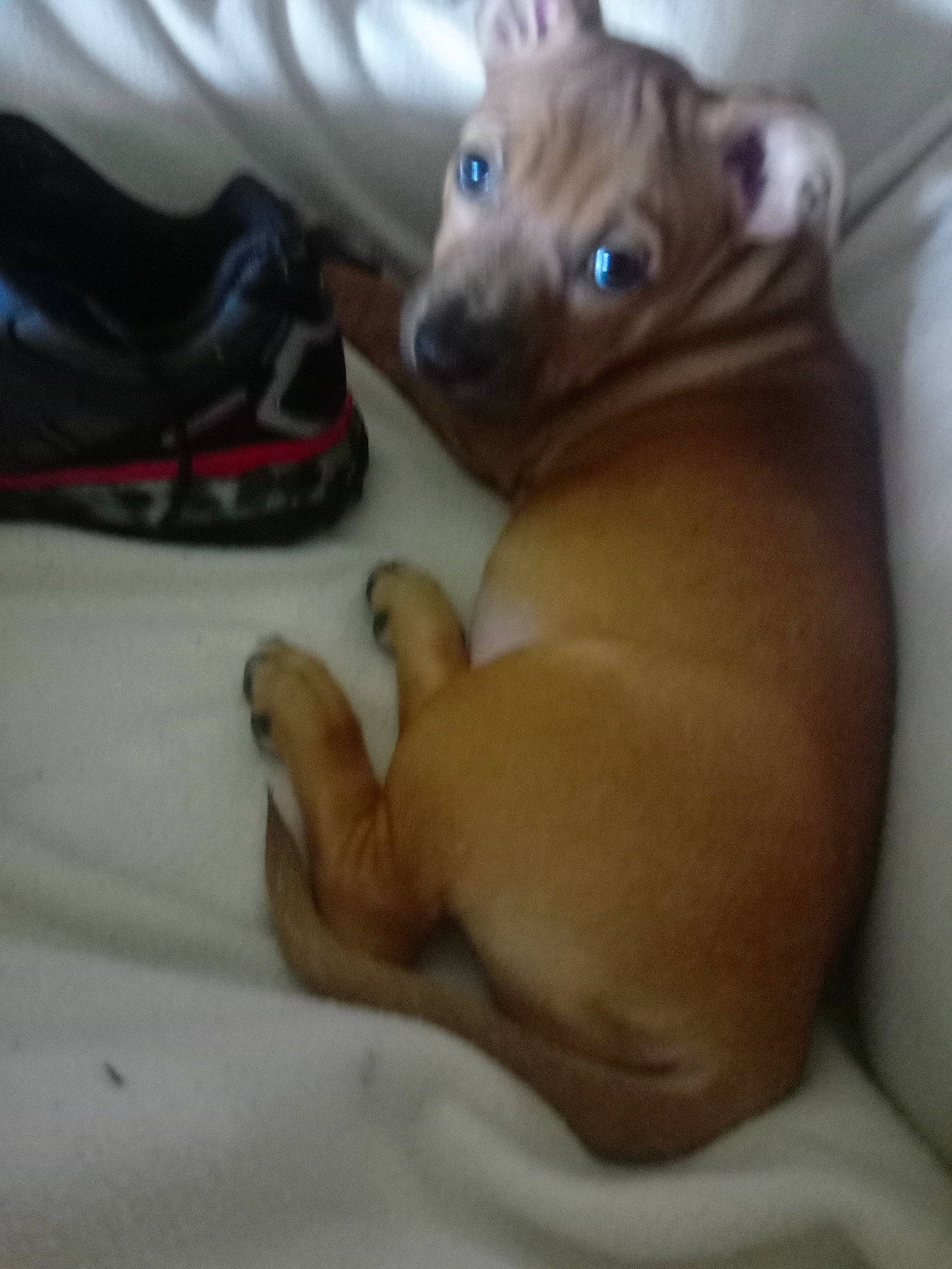 Lexy joined the competition — help win amazing prizes! canidae, carnivore, comfort, companion_dog, dog, dog_breed, ear, fawn, felidae, fur, liver, paw, snout, sporting_group, tail, terrestrial_animal, toy, toy_dog, whiskers, working_animal