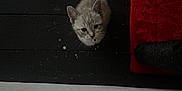 Storm is registered to the contest to win money with this photo: adorable, animal, cat, collar, curious, cute, domestic_animal, feline, floor, fur, indoor, kitten, looking_up, pet, red_mat, small, tail, whiskers, wooden_floor, young