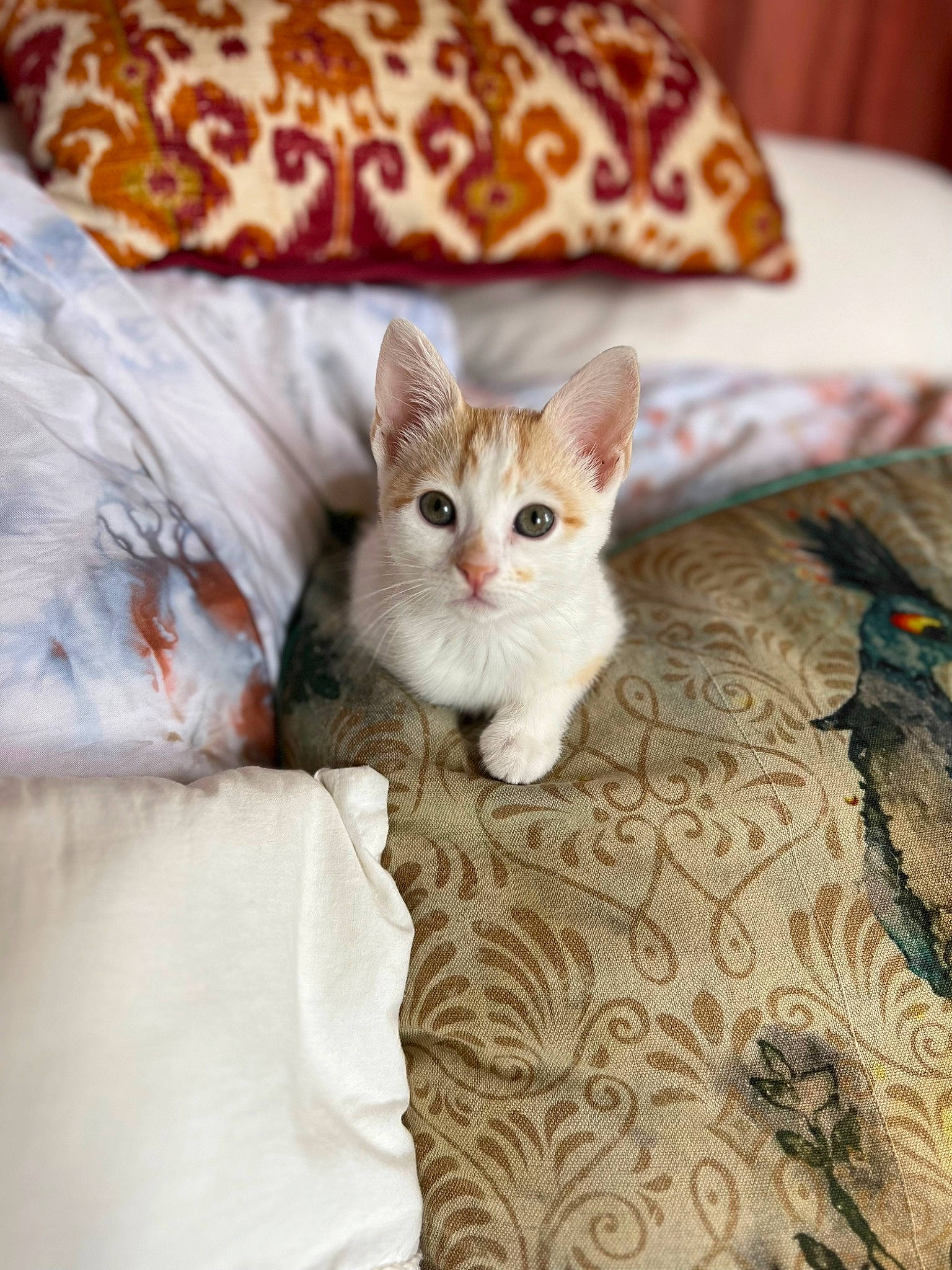 Akasha is registered to the contest to win money with this photo: carnivore, cat, comfort, domestic_short_haired_cat, fawn, felidae, fur, linens, pattern, paw, sitting, small_to_medium_sized_cats, tail, vertebrate, whiskers, wood
