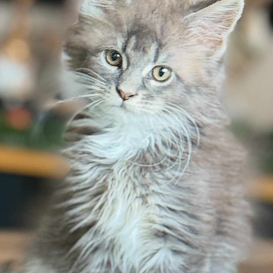 Aimée participe au concours pour gagner de l'argent avec cette photo : animal, cat, closeup, curious, cute, domestic_cat, feline, fluffy, fur, gray, indoor, kitten, paws, pet, portrait, sitting, whiskers, white, wooden_surface, young