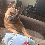 Kosmo is registered to the contest to win money with this photo: armchair, brown, canine, cap, closeup, curious, dog, ear, face, french_bulldog, furniture, hat, home, indoor, light, marble, pet, portrait, relaxed, table