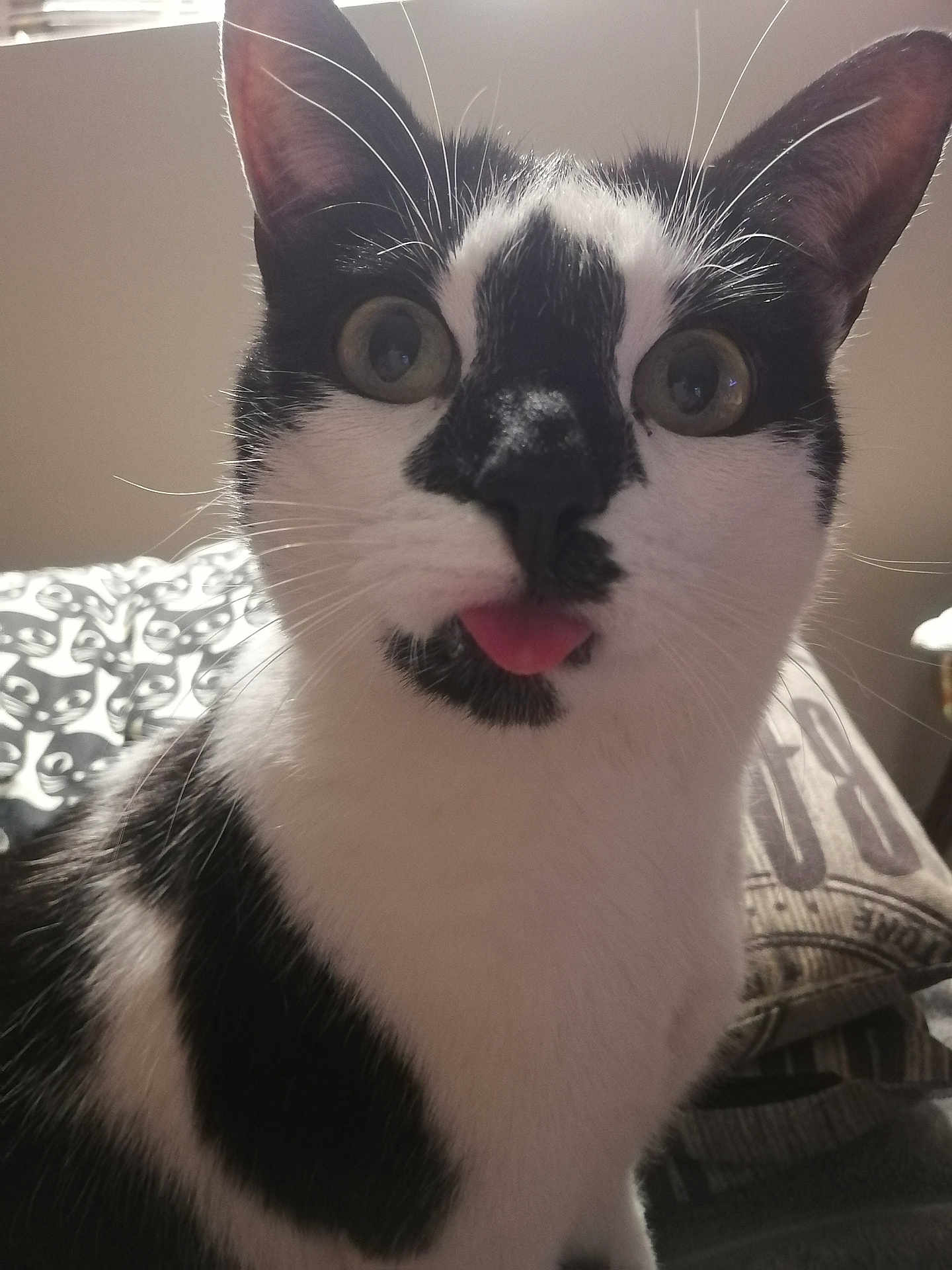 Feurgon participe au concours pour gagner de l'argent avec cette photo : cat, black_and_white, tongue_out, close_up, whiskers, ears, eyes, pet, indoor, bed, blanket, cushion, fur, cute, animal, mammal, playful, expression, face, domestic