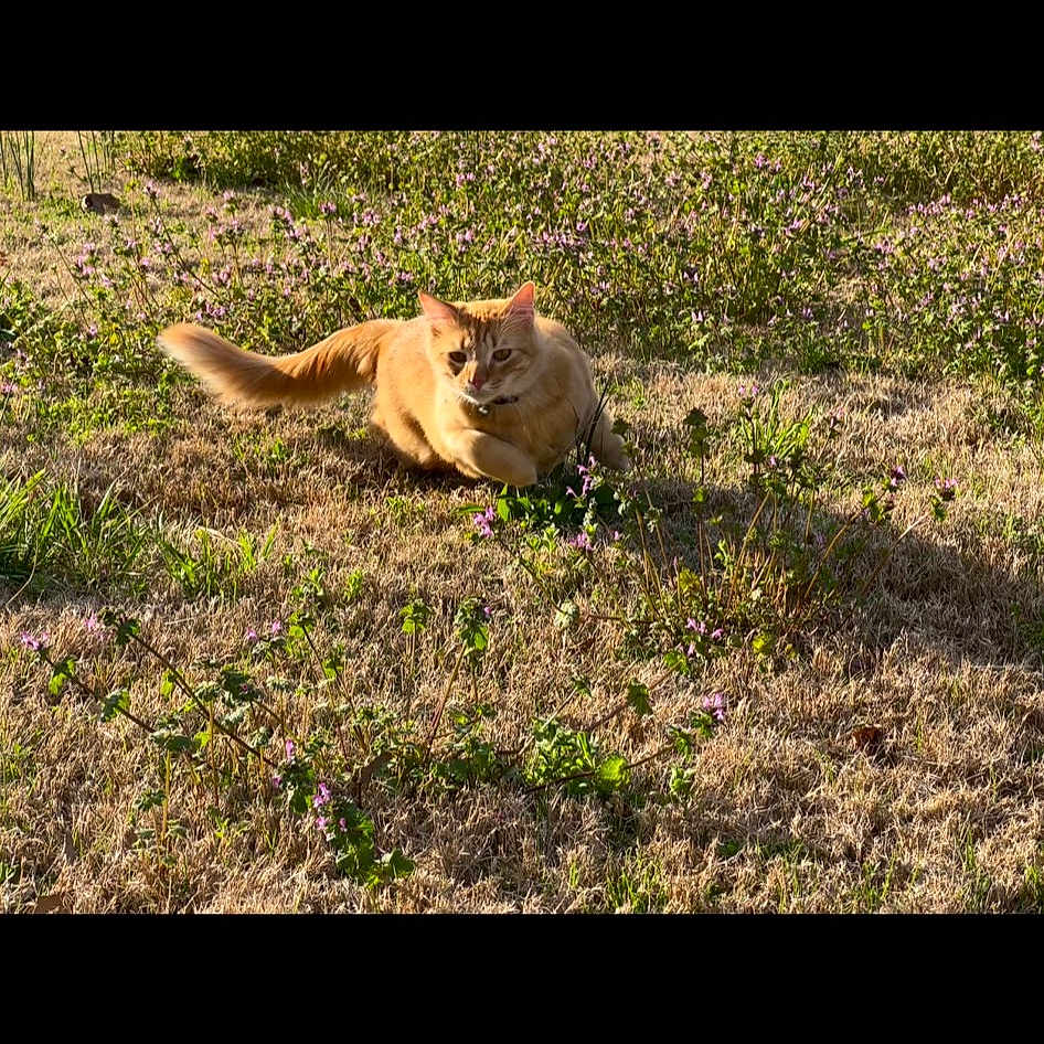 Maverick
