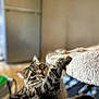 Mimolette a rejoint le concours — aidez-le/la à gagner de superbes lots ! blurred_background, cat, clawing, climbing, close_up, cozy, curious, cute, domestic_cat, feline, focused, fur, household, indoor, pet, playful, soft_furniture, tabby, whiskers, young_cat