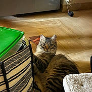 Mimolette participe au concours pour gagner de l'argent avec cette photo : animal, cat, cozy, curious, domestic, eyes, floor, fur, furniture, green_lid, home, household, indoor, looking, pet, playful, relaxed, striped_bag, tabby, yarn