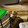 animal, cat, cozy, curious, domestic, eyes, floor, fur, furniture, green_lid, home, household, indoor, looking, pet, playful, relaxed, striped_bag, tabby, yarn