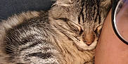 Mimolette a rejoint le concours — aidez-le/la à gagner de superbes lots ! animal, blanket, cat, close_up, comfort, cozy, cute, face, friendship, fur, glasses, indoor, person, pet, relaxation, resting, sleeping, snuggling, tabby_cat, warmth