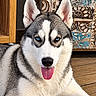 alert, animal, black_and_white, blue_eyes, canine, carved_panel, close_up, dog, floppy_tongue, fur, happy, home, indoor, lying_down, pet, pointed_ears, portrait, relaxed, siberian_husky, wooden_floor