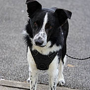 Mawi a rejoint le concours — aidez-le/la à gagner de superbes lots ! dog, black_and_white, harness, pet, animal, outdoor, pavement, curious, ears, canine, leash, standing, muzzle, fur, spot, domestic_animal, road, alert, friendly, closeup