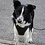 dog, black_and_white, harness, pet, animal, outdoor, pavement, curious, ears, canine, leash, standing, muzzle, fur, spot, domestic_animal, road, alert, friendly, closeup