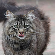 Piwi participe au concours pour gagner de l'argent avec cette photo : cat, tabby, fluffy, long_hair, green_eyes, tongue_out, whiskers, tail, outdoor, blurred_background, pet, animal, feline, close_up, cute, mammal, portrait, looking_at_camera, nature, soft_light