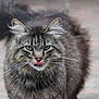 cat, tabby, fluffy, long_hair, green_eyes, tongue_out, whiskers, tail, outdoor, blurred_background, pet, animal, feline, close_up, cute, mammal, portrait, looking_at_camera, nature, soft_light