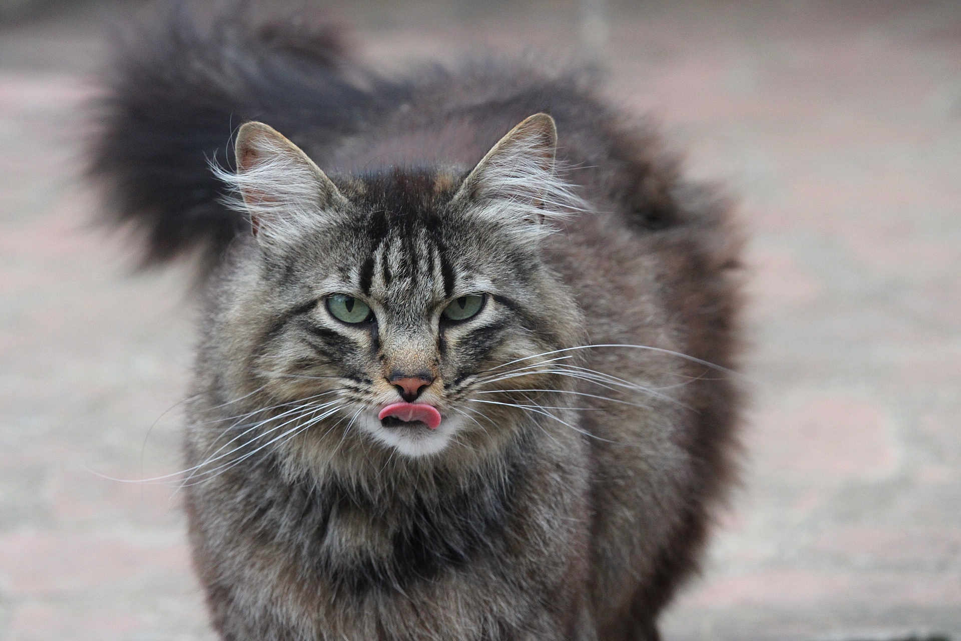 Piwi participe au concours pour gagner de l'argent avec cette photo : cat, tabby, fluffy, long_hair, green_eyes, tongue_out, whiskers, tail, outdoor, blurred_background, pet, animal, feline, close_up, cute, mammal, portrait, looking_at_camera, nature, soft_light
