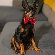 Olie participe au concours pour gagner de l'argent avec cette photo : alert, animal, background_blur, black_and_tan, bow_tie, canine, companion, couch, cute, dog, domestic_animal, ears, fur, household, indoor, pet, portrait, red_bow_tie, sitting, small_dog